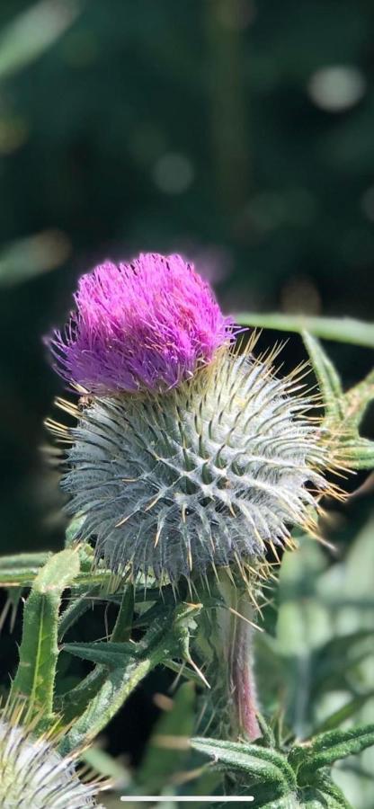 Number Twenty Six - 2 Miles From Elie Beach - 15Mins To St Andrews Colinsburgh Exteriér fotografie